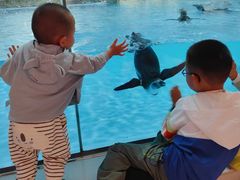 -帝企鹅自助餐厅•儿童岛•真企鹅(长隆企鹅酒店)