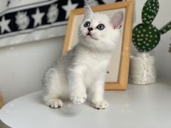 -喵zoo家庭繁育猫舍(尖东智能花园店)