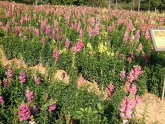 -松山湖梦幻百花洲