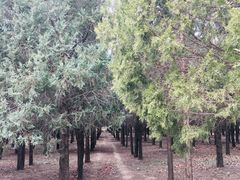 -东升八家郊野公园