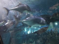 -苏州海洋馆