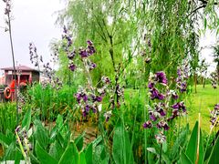 景点-上海长兴岛郊野公园