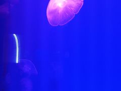 -福州罗源湾海洋世界旅游区