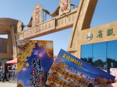 -金塔沙漠胡杨林景区