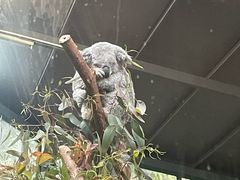 -广州长隆野生动物世界