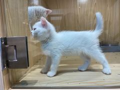 -屋虎猫馆(宝安大仟里店)