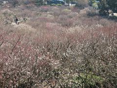 -香雪海
