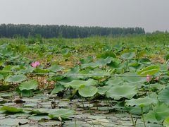 -白洋淀景区