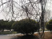 -白塘生态植物园