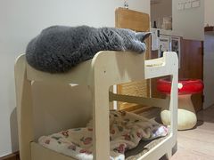 -有猫主题·治愈系猫咖(曾厝垵店)