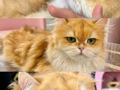 -青奢宠物·青奢猫舍