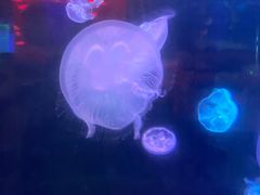 -锦艺城海洋馆