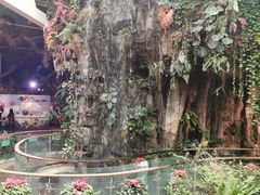 -正佳雨林生态植物园
