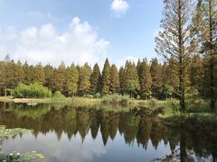 -黄海国家森林公园