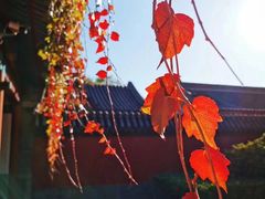 -北京市府学胡同小学