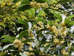 -杭州半山国家森林公园