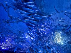 -海合安武汉极地海洋公园