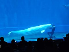 -芜湖新华联大白鲸海洋公园