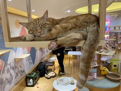 -滚猫咖啡·猫咖·猫友好撸猫(未来城店)