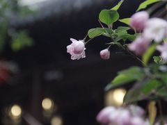 -豫园