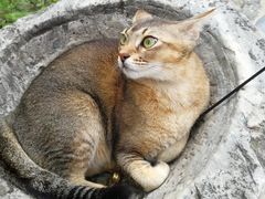 -喵屿·大理花园猫咖