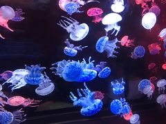 -烟台海昌鲸鲨海洋公园