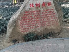 -瑞丽独树成林风景区