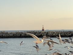 -海云台海滩