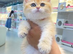 -lincat·猫舍(广州店)