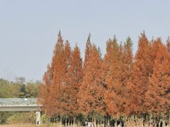 -白鹭湾湿地公园