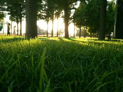 -羊亭河湿地公园