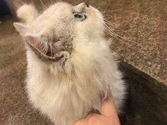 -more than meow吴止猫主题餐厅(承德 中船汇店)