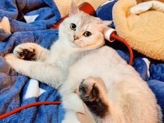 -艾吉宠物医院·疑难杂症转诊中心·猫友好(碧江路院)