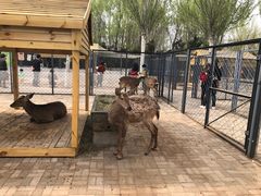 -长白岛森林公园