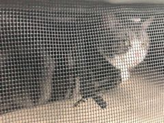 -纳吉亚猫专科动物诊疗中心(蒋宅口分院)