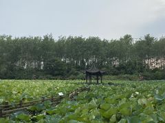 -合肥滨湖国家森林公园