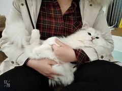 -猫在这儿猫咪咖啡馆·撸猫馆
