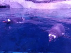 -暹罗海洋世界
