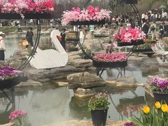 -荷兰花海
