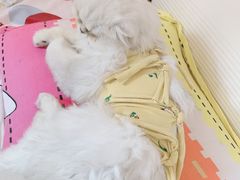 -宠福鑫康馨动物医院·骨科·眼科
