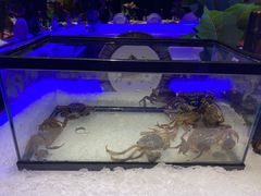 -加餐海鲜自助(宝龙一城店)