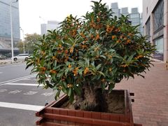 -燕莎友谊商城(亮马桥店)