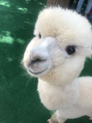 -萌宠亲子动物乐园(槐房万达店)