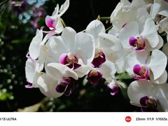 -中国科学院华南植物园