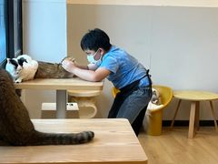 -有喵·猫咖·狗咖·40+猫狗有小奶狗(岗厦店)