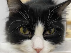 -李小姐の猫咖啡馆(五角场店)