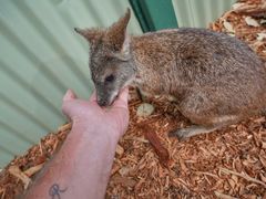 -费瑟代尔野生动物园