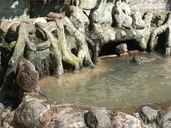 -海南热带野生动植物园