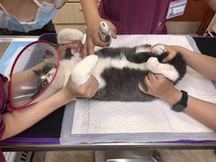 -美联众合动物医院·24h转诊中心