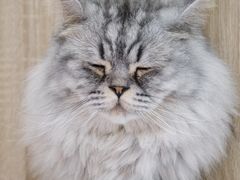 -Umiao与猫咖啡 猫咖